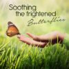 Soothing the Frightened Butterflies (audio)
